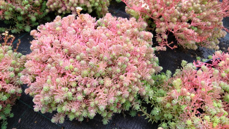 Sedum ochroleucum 'Red Wiggle' kollakas kukehari